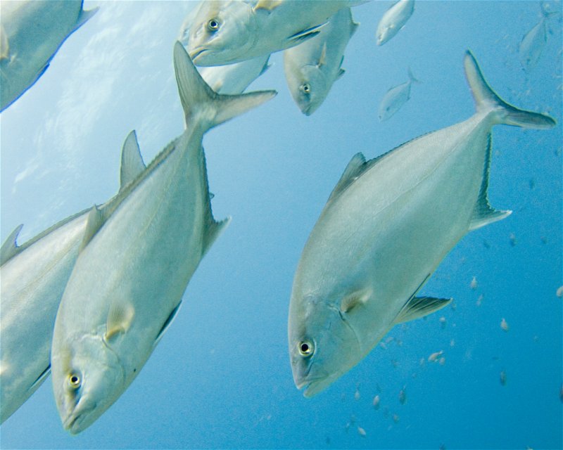 Divesite Image