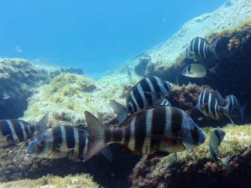 Divesite Image