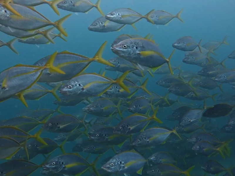 Divesite Image