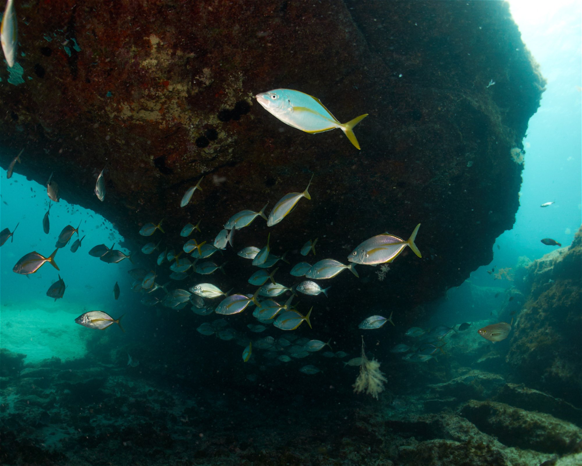 Punta Amanay SL, 35660 Fuerteventura, Corralejo