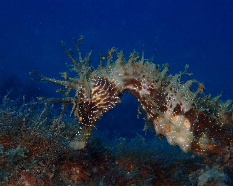 Divesite Image