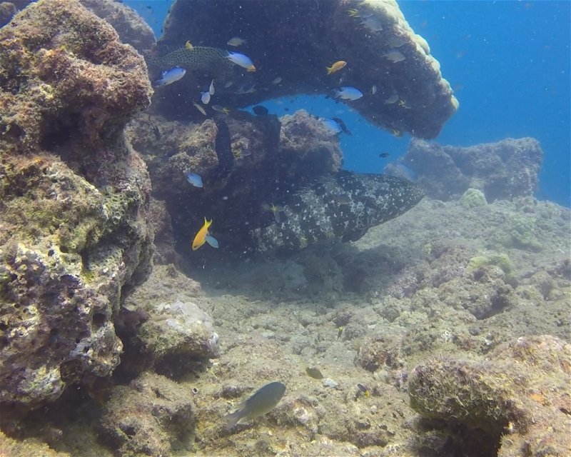 Divesite Image