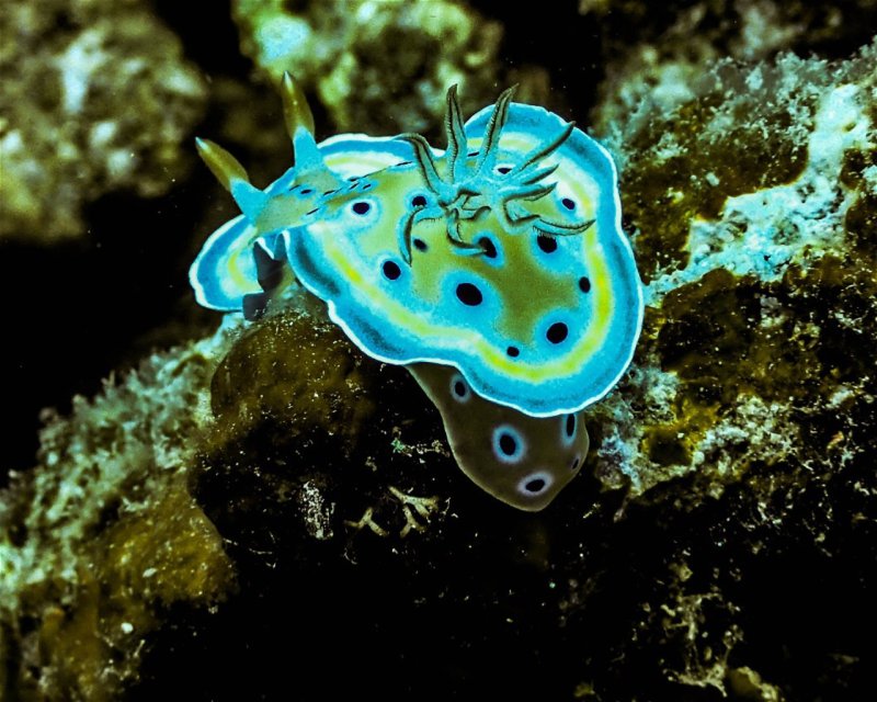Divesite Image