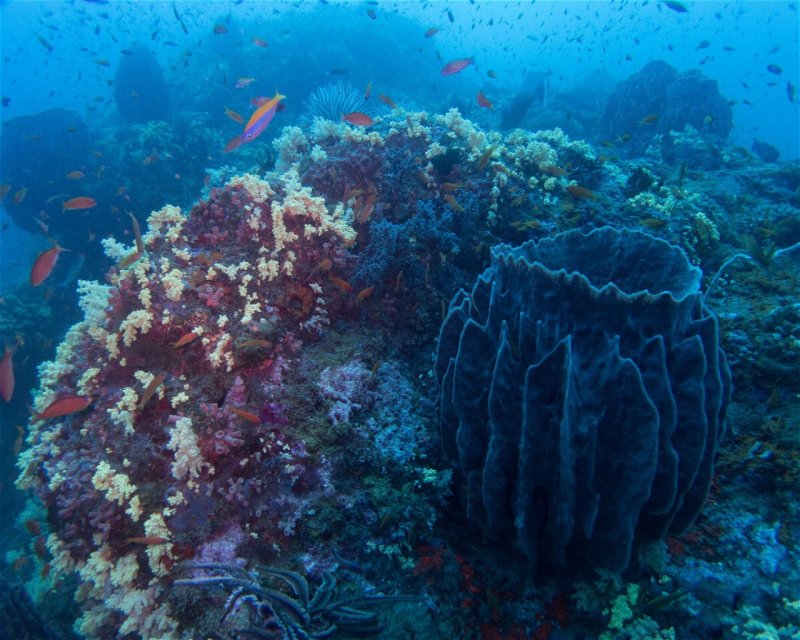 Divesite Image