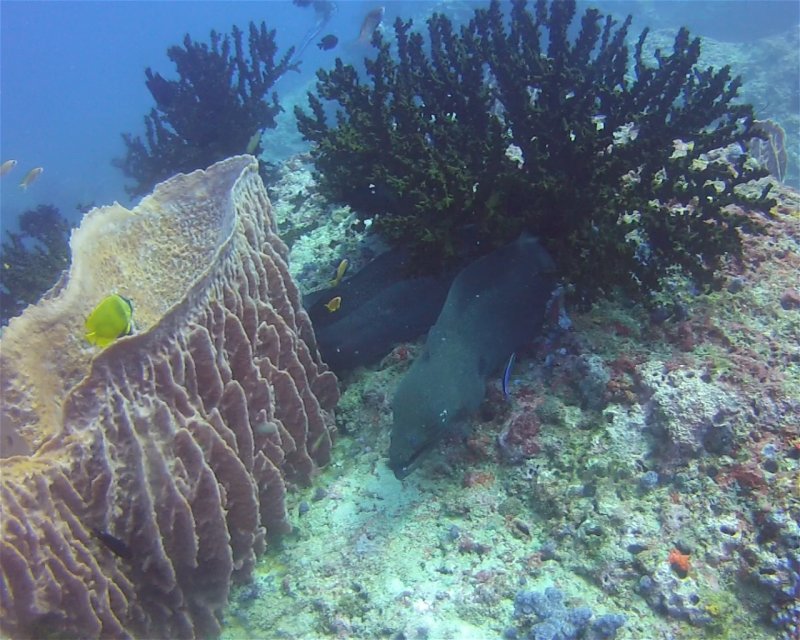 Divesite Image