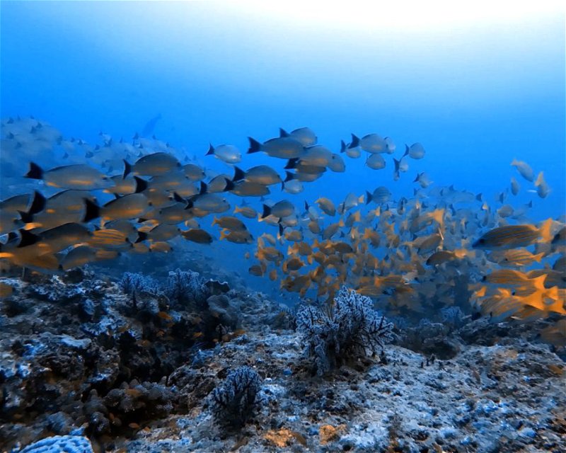 Divesite Image