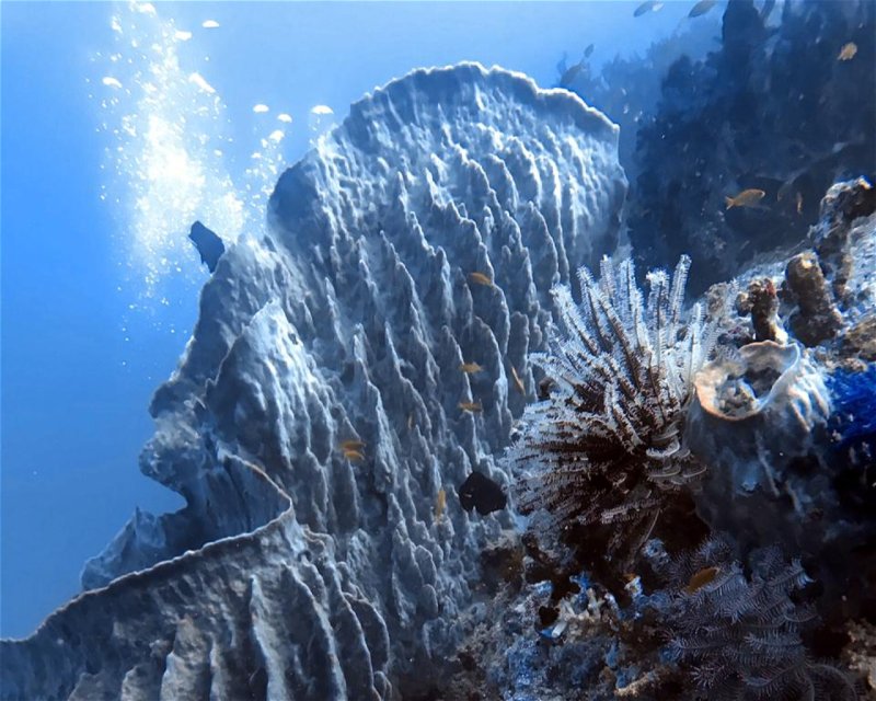 Divesite Image