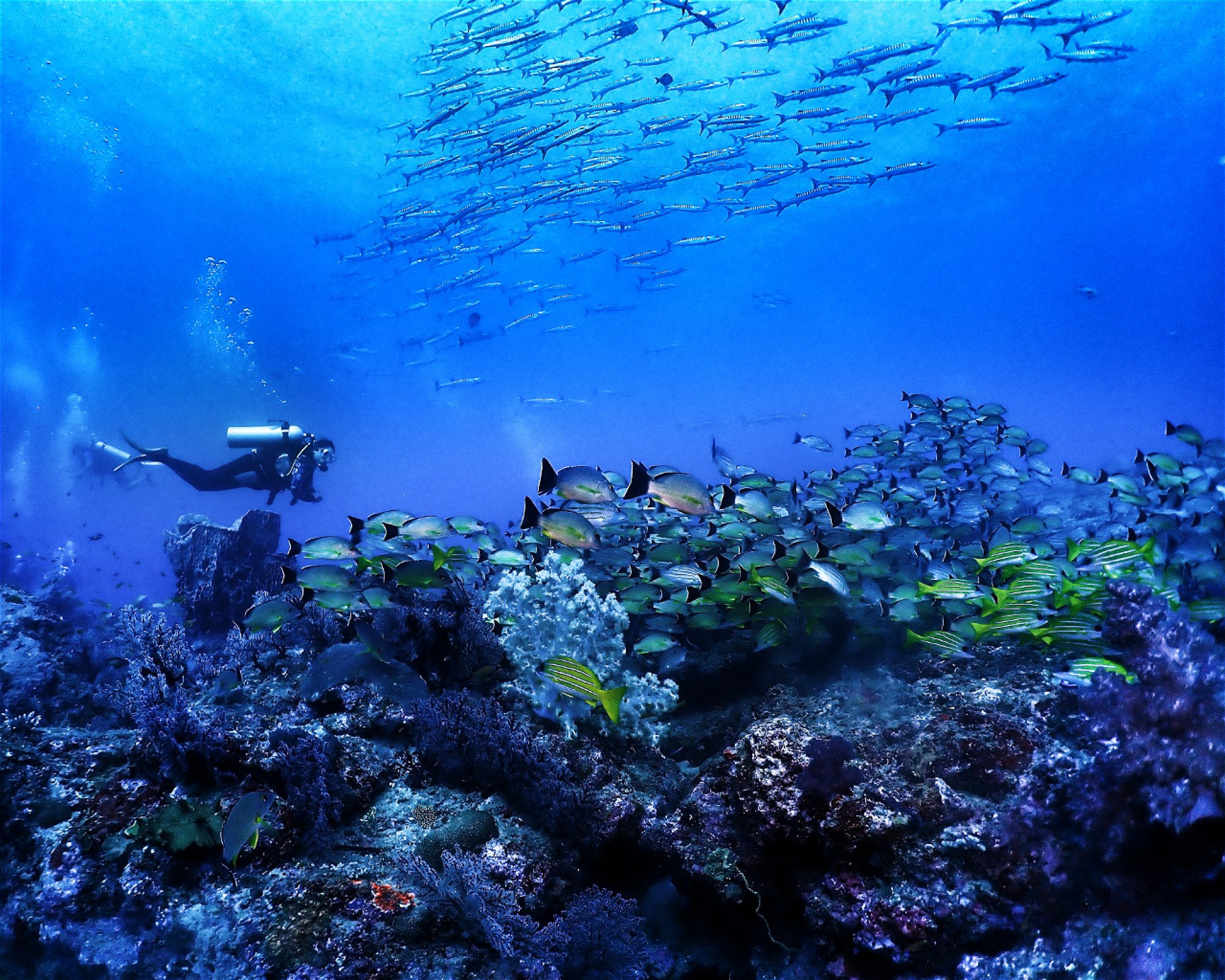 Continental Scuba, 744211 Havelock Island, Andaman &