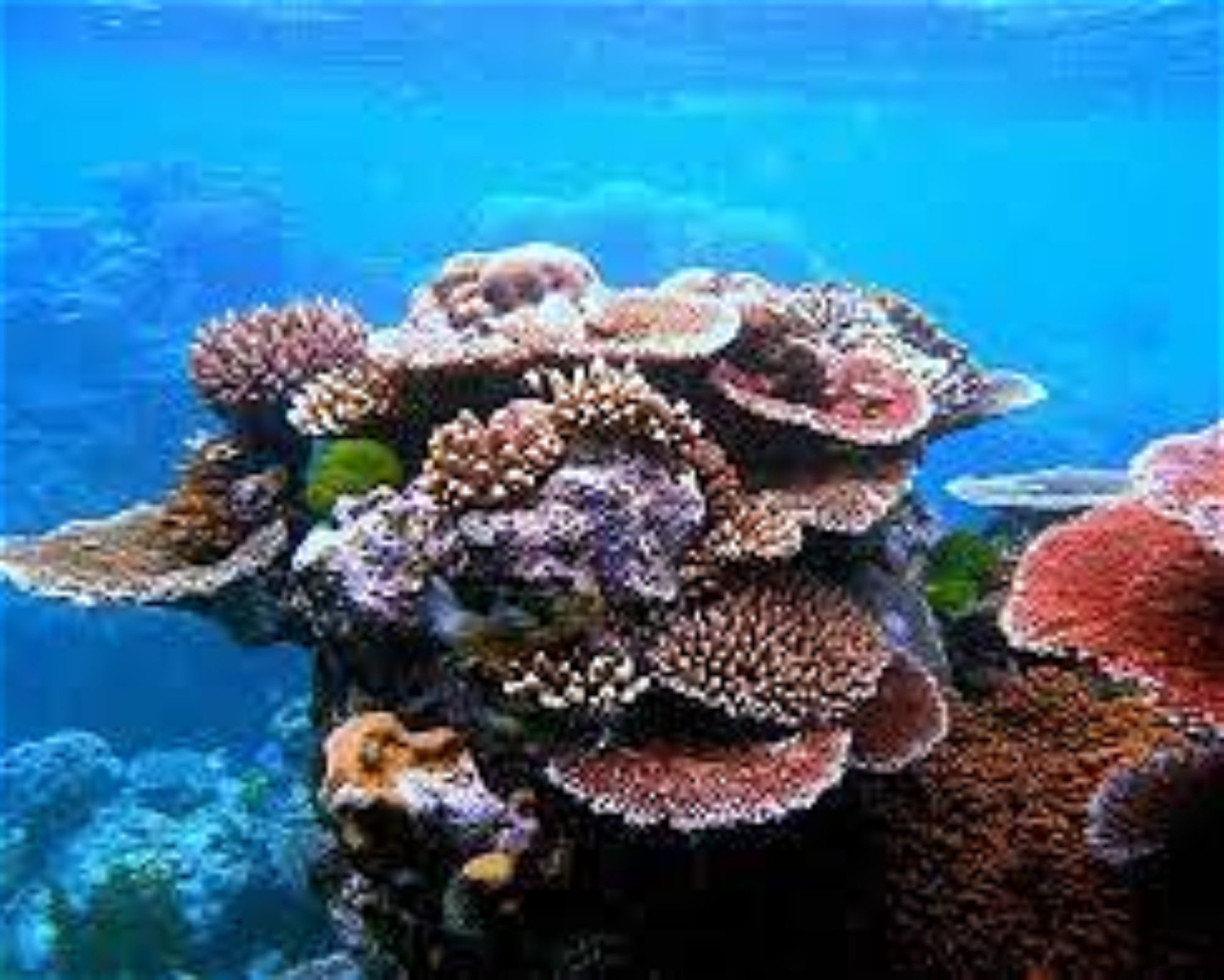 WHITETIP MARINE ADVENTURES PTE LTD, 0000 Nadi