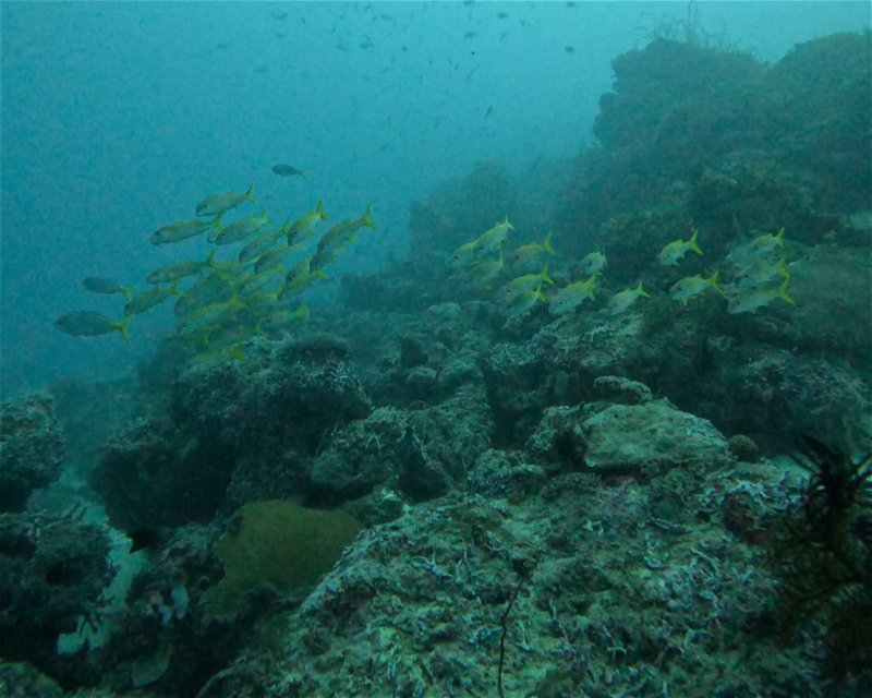 Divesite Image