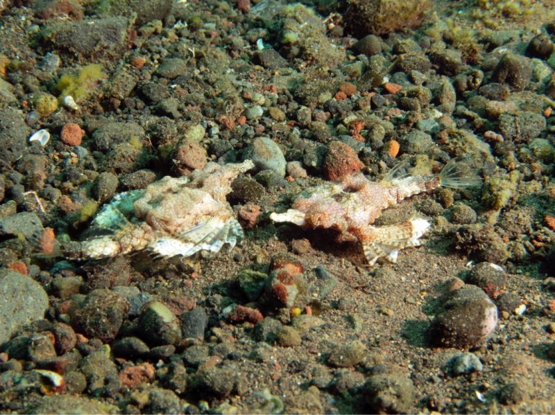 Divesite Image
