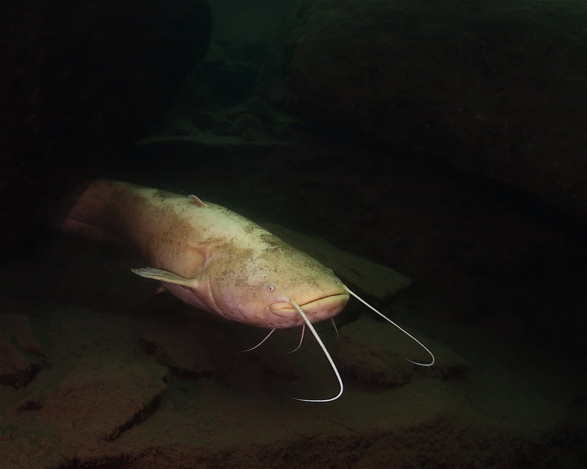 Potya SSI Dive center, 16200 Praha 6