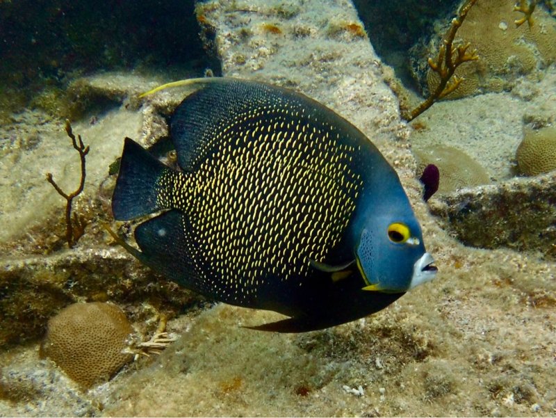 Divesite Image