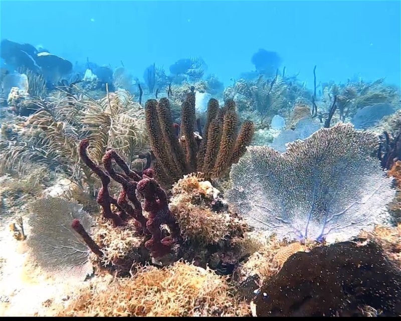 Divesite Image