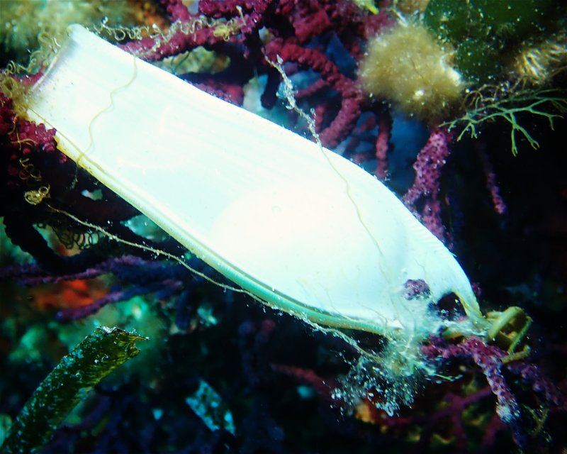 Divesite Image