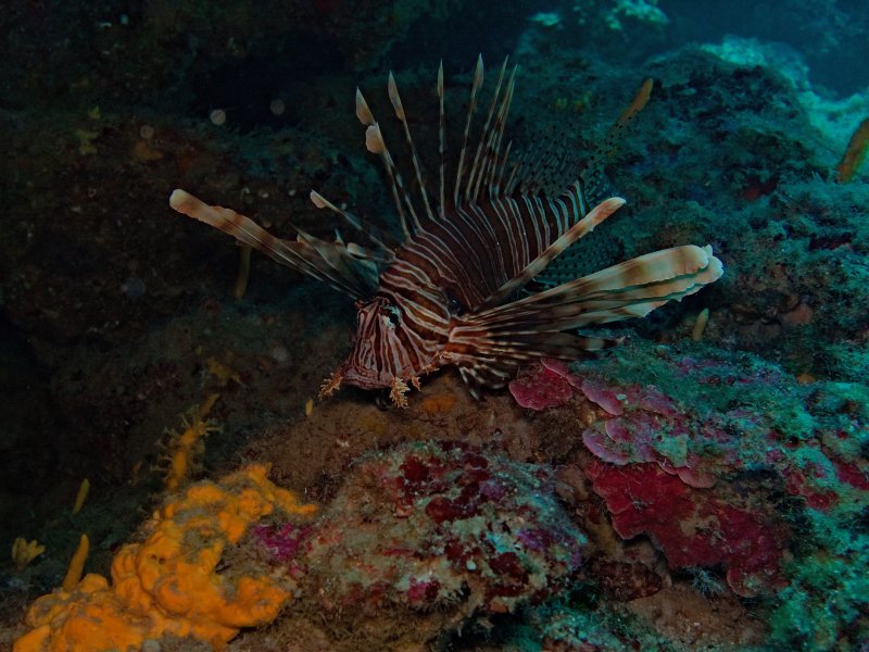 Divesite Image