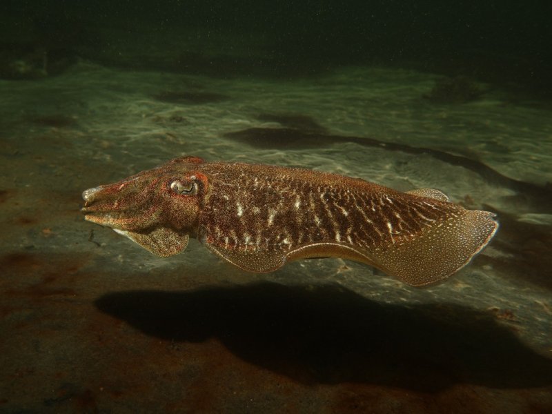 Divesite Image