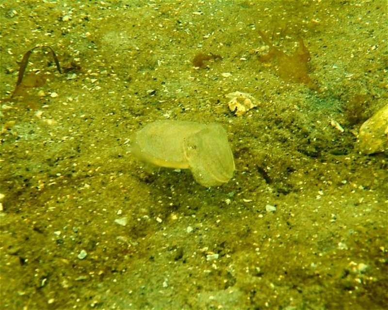 Divesite Image