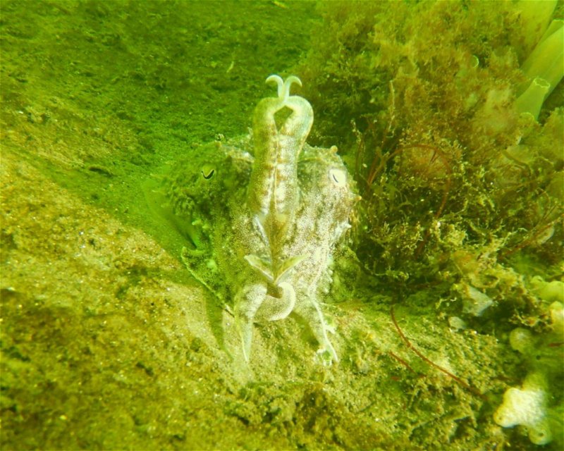 Divesite Image