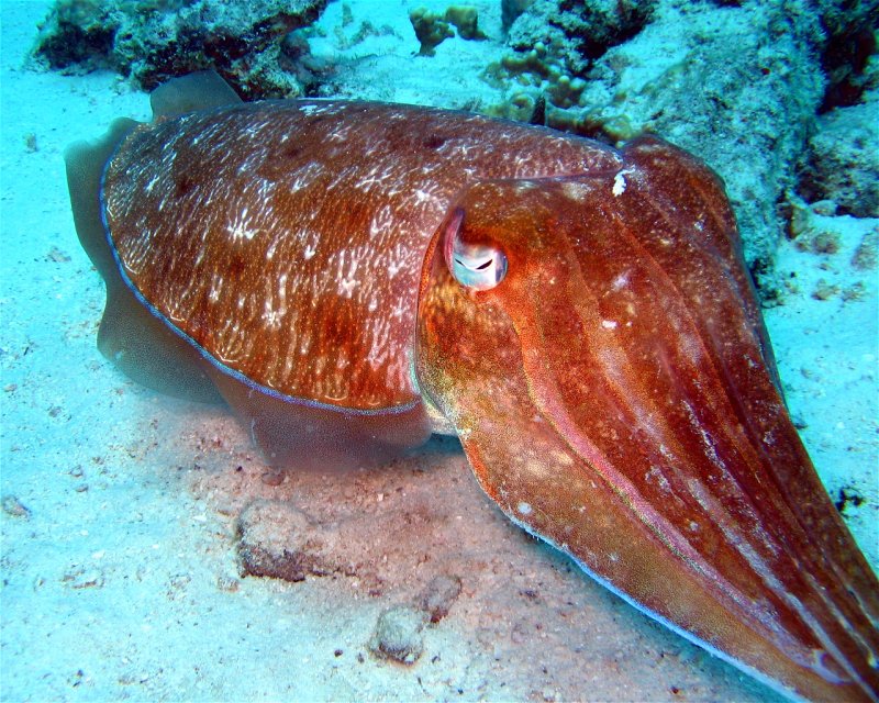 Divesite Image