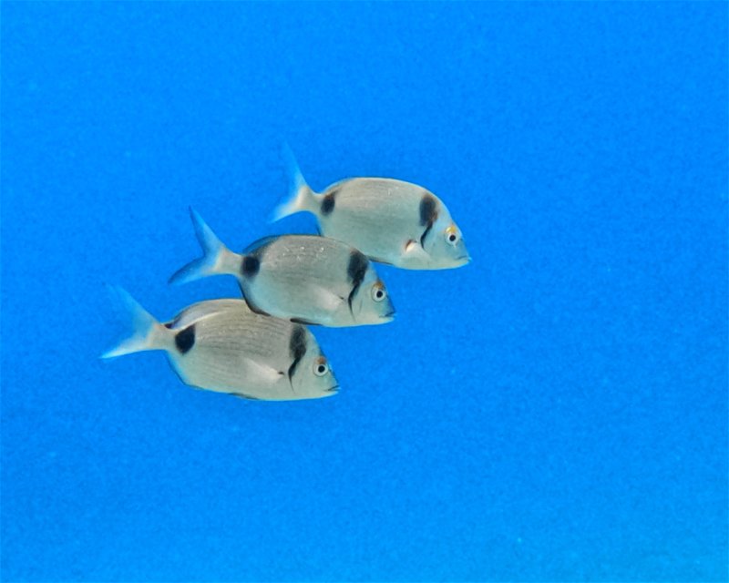 Divesite Image