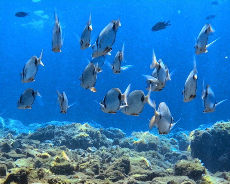 Divesite Image