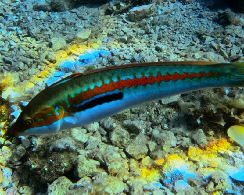 Divesite Image