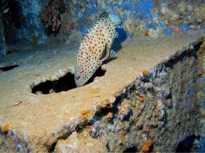 Divesite Image