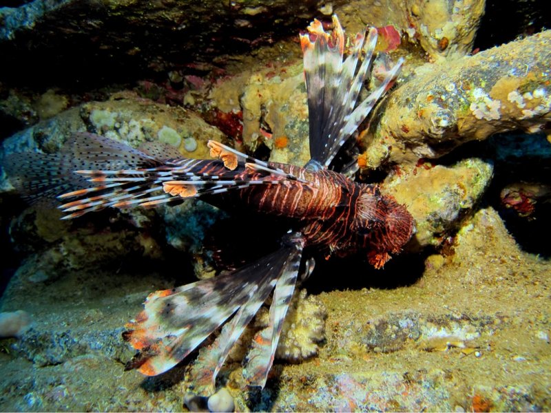 Divesite Image