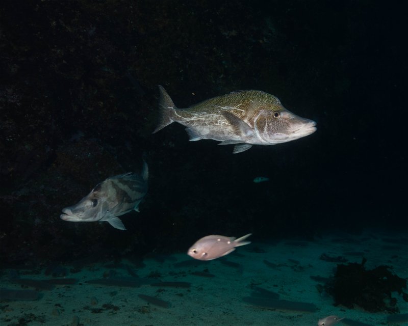 Divesite Image