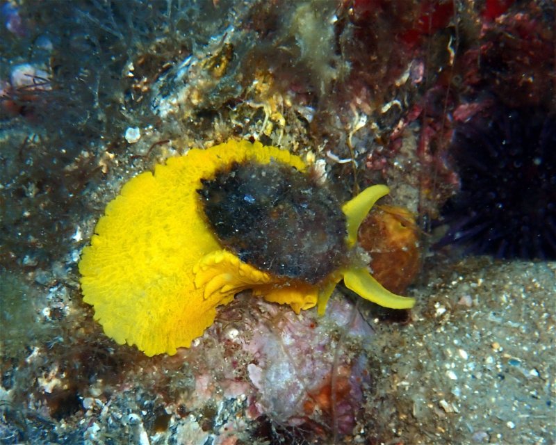 Divesite Image