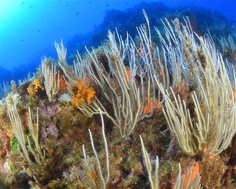 Divesite Image