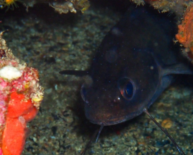 Divesite Image