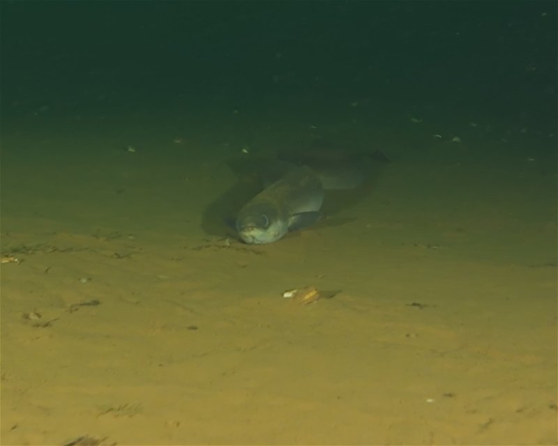 Divesite Image