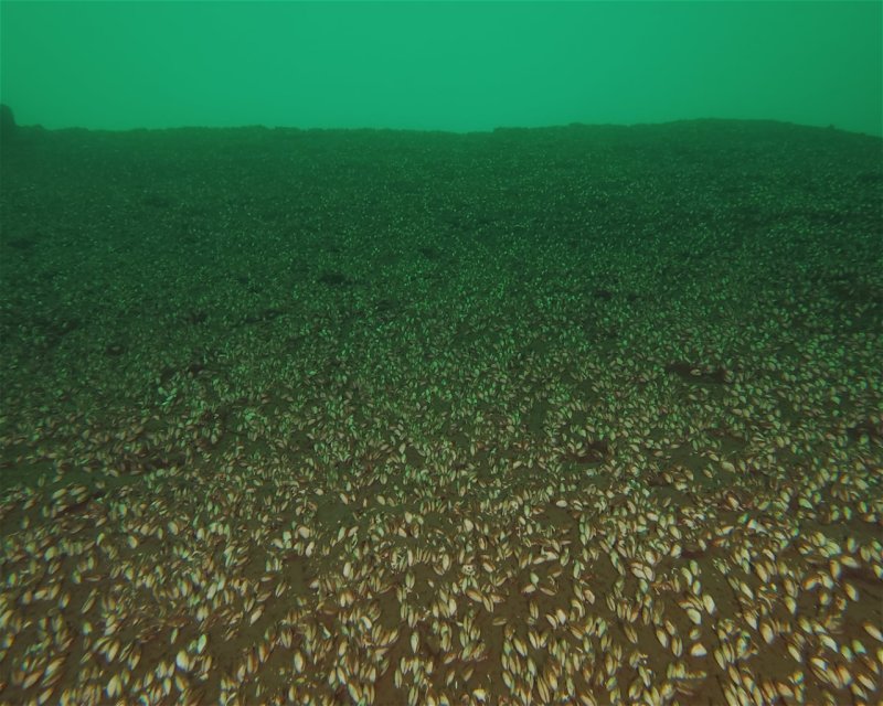 Divesite Image