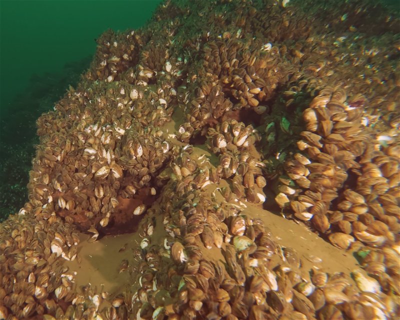 Divesite Image