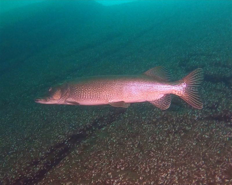 Divesite Image