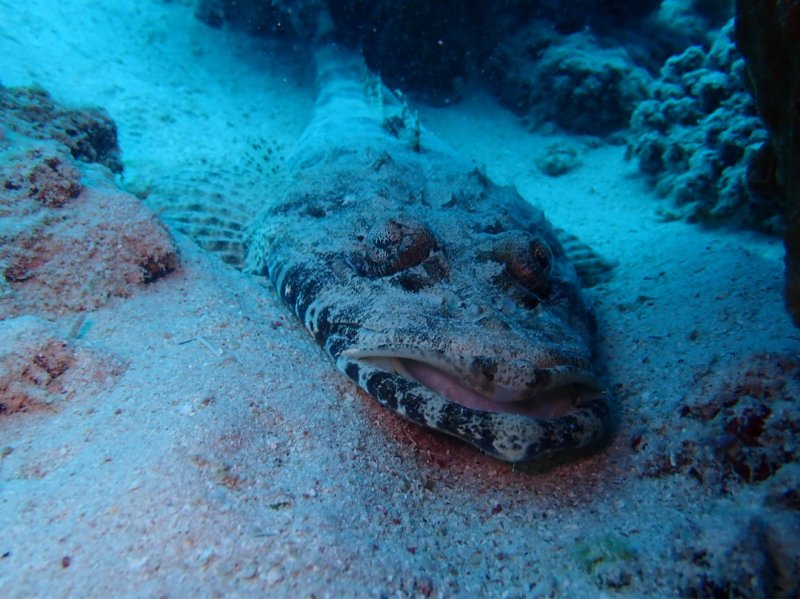Divesite Image