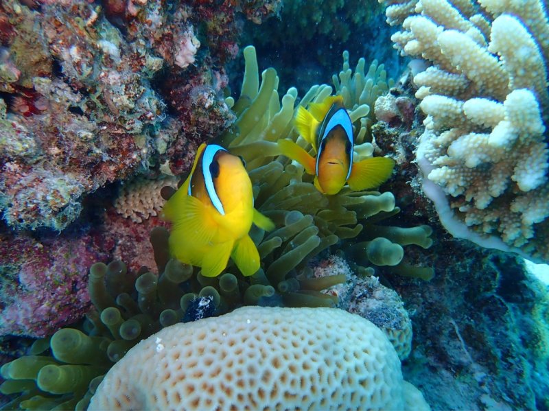 Divesite Image