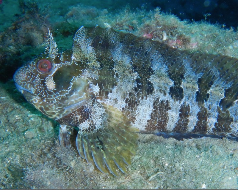 Divesite Image
