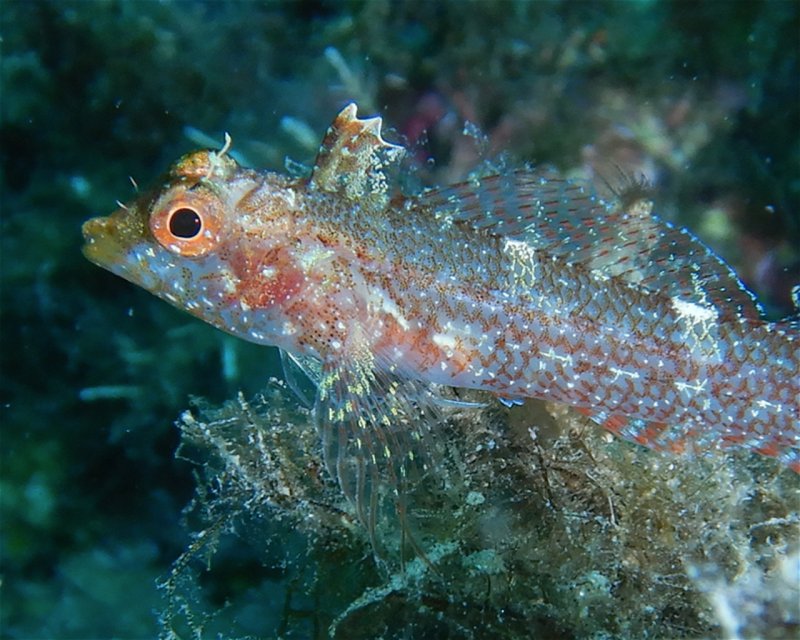 Divesite Image