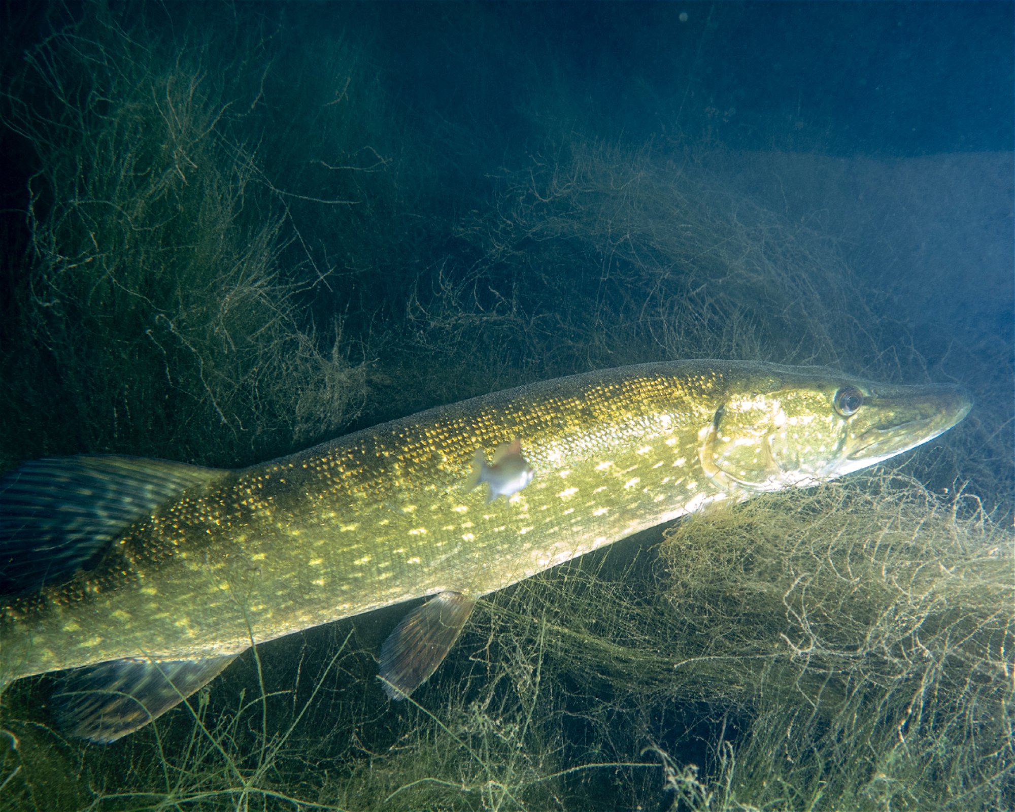 scubaonline, 74360 Ilsfeld