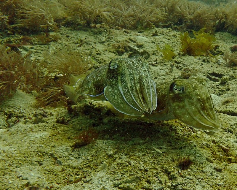 Divesite Image