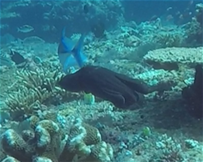 Divesite Image