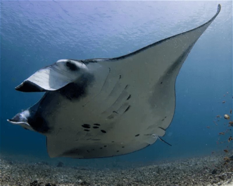 Divesite Image