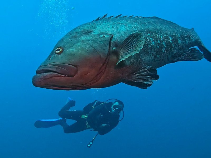 Divesite Image