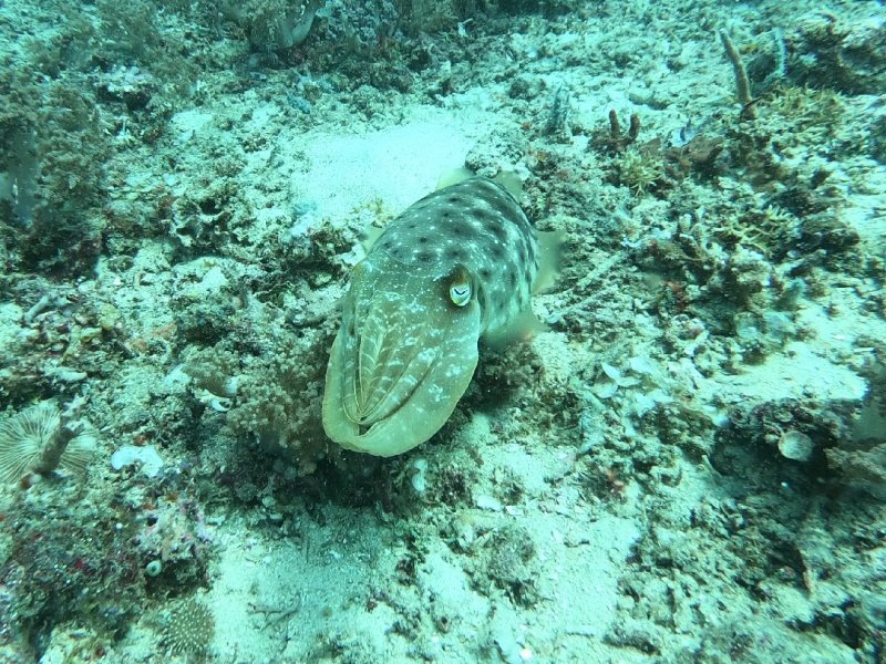 Divesite Image