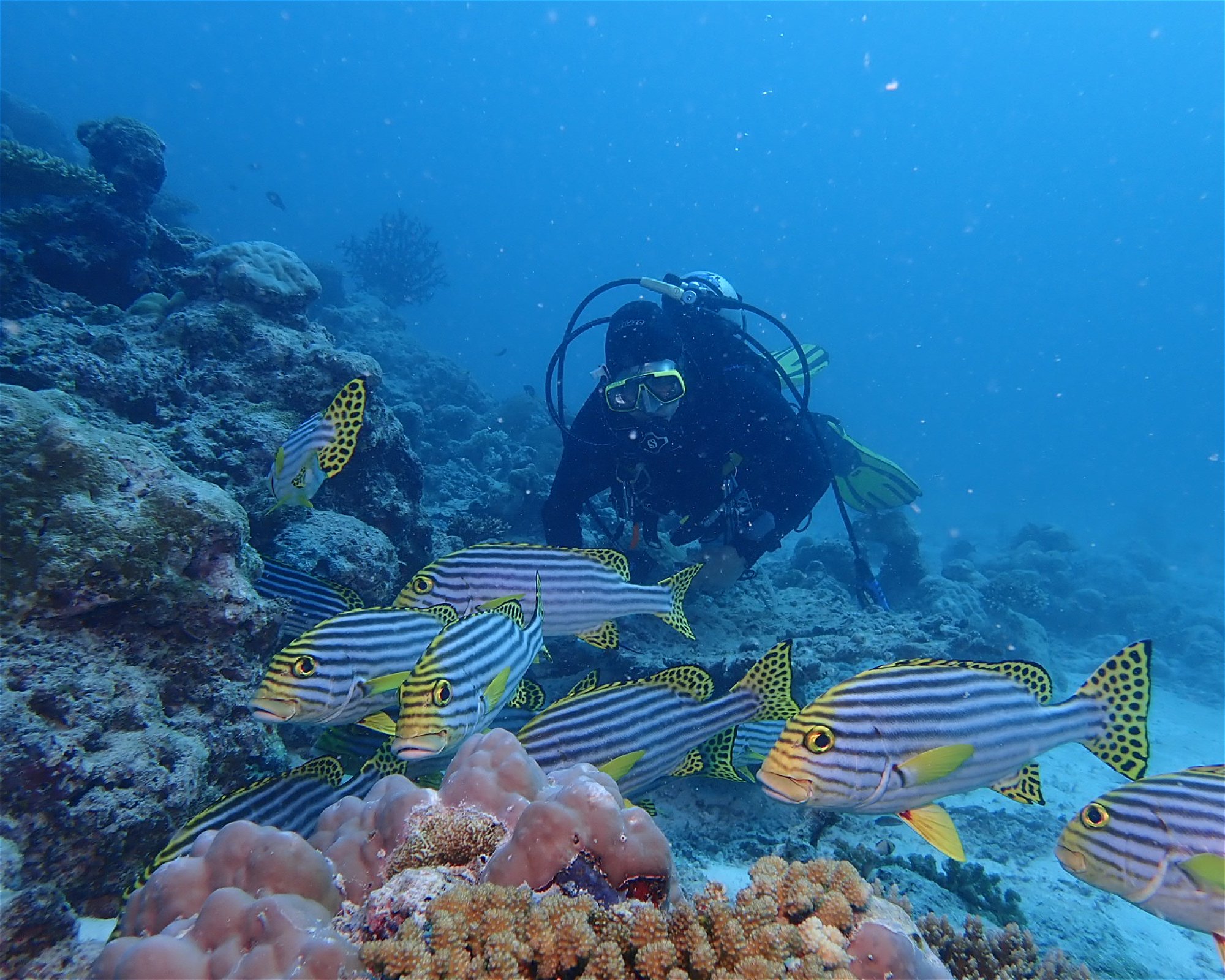 Dive Mission Joy, 08080 K. kasanfaru Lagoon