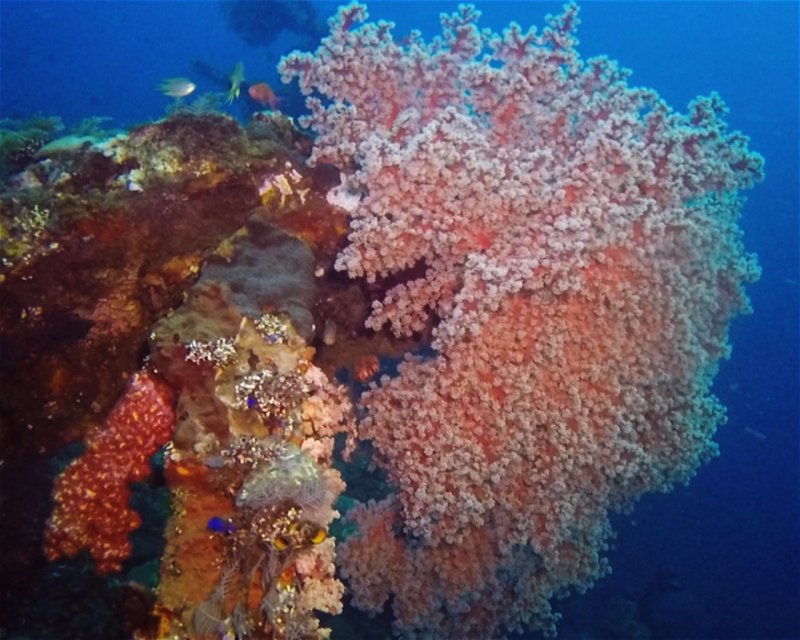 Divesite Image