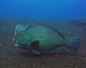 USAT Liberty Wreck <span class=" text-sm"> (★4.7)</span>
